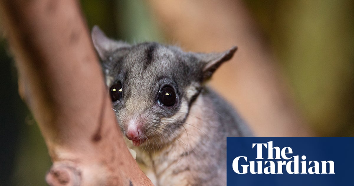 The Wilderness Society says the federal government has watered down a proposed overhaul of national environmental standards, weakening protections for hundreds of threatened species and ecosystems across Australia.